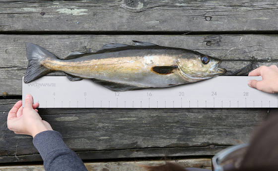 EVA-Schaum-Fisch-Ruler zur Messung der Fischlänge auf Bootszubehör Meeresfischerzeugnis